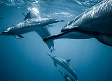 世界杯时差换算-阿卡成为公开赛年代最年轻“全满贯”